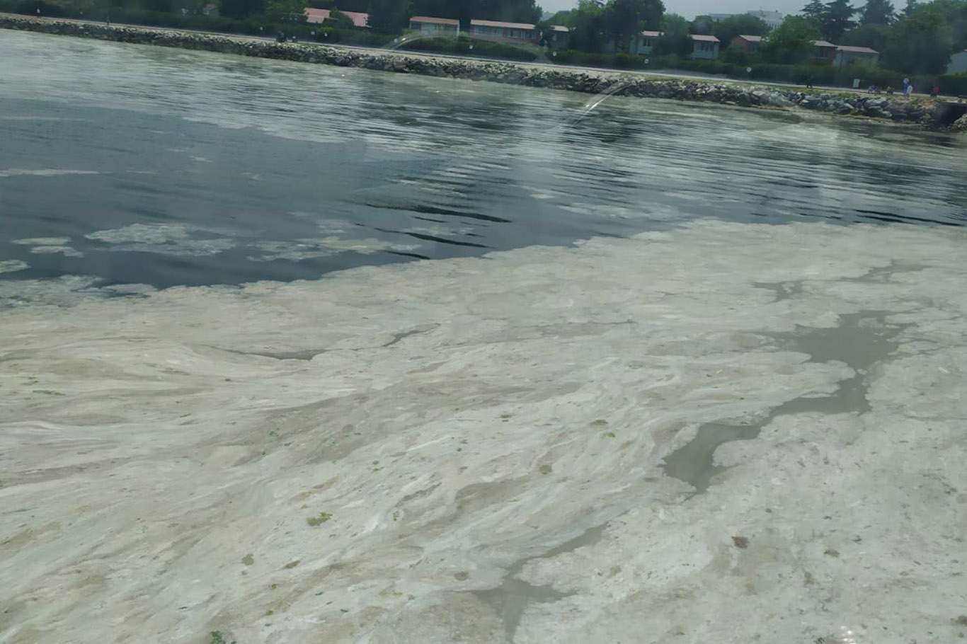 Marmara Denizi'nde "ekolojik yıkım"ın adı Müsilaj (deniz salyası)